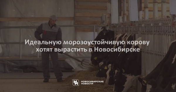 Идеальную морозоустойчивую корову хотят вырастить в&nbsp;Новосибирске