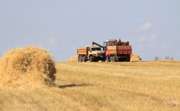 Новосибирская область будет кормить страны Азии