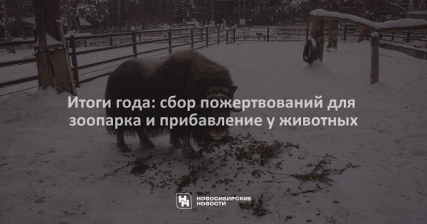 Итоги года: сбор пожертвований для зоопарка и&nbsp;прибавление у&nbsp;животных