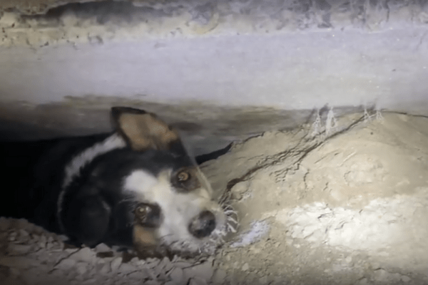 Бывший диггер спас придавленную бетонной плитой собаку