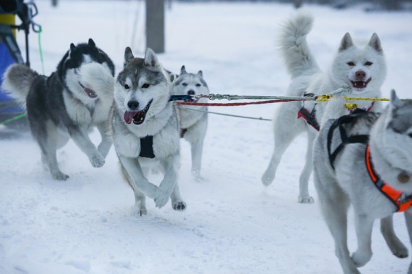 &laquo;Рождественский заезд&raquo; на&nbsp;собачьих упряжках: 15&nbsp;морозных фото