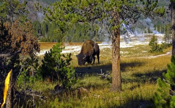 Не давить зубров и бизонов призвали водителей Новосибирска