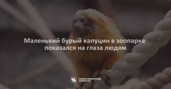 Маленький бурый капуцин в&nbsp;зоопарке показался на&nbsp;глаза людям