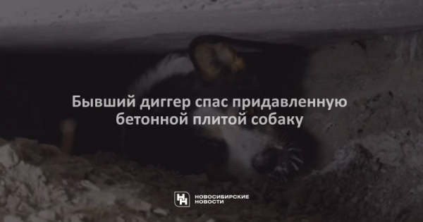 Бывший диггер спас придавленную бетонной плитой собаку
