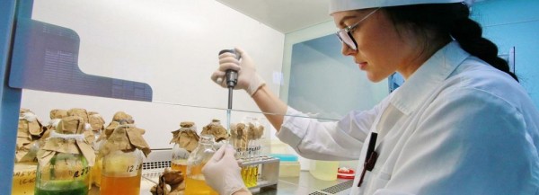 Фиолетовую пшеницу вывели новосибирские учёные для лечения слабоумия