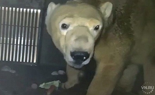 Японцы тревожатся о здоровье новосибирской Шилки и ее первенца