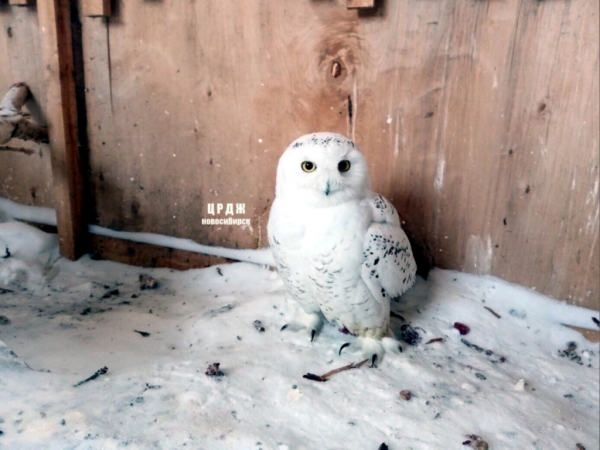 Выпь Клавдия променяла Новосибирск на Ковчег в Барнауле