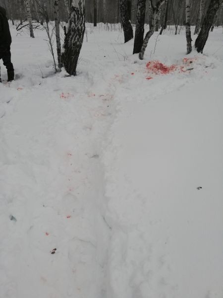 В Кыштовском районе сотрудниками полиции выявлен факт незаконной охоты