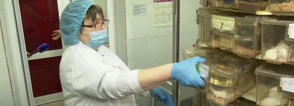 «Львиное сердце» помогает биологам следить за эмбрионами мышей «Львиное сердце» помогает биологам следить за эмбрионами мышей