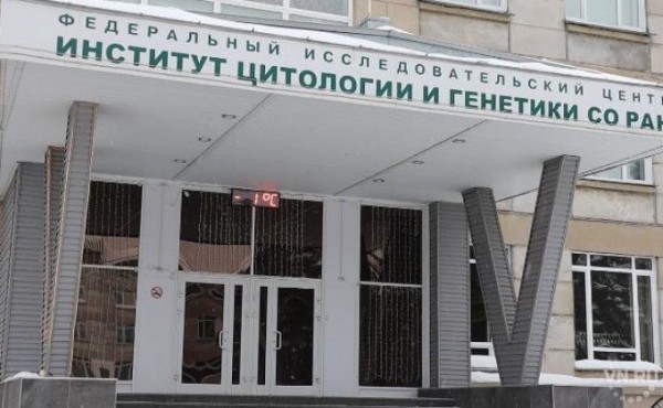 Следователи изымают документы в институте цитологии и генетики Следователи изымают документы в институте цитологии и генетики