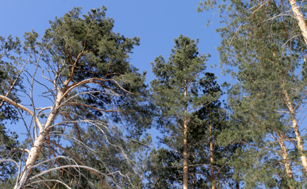Когда наступит весна: противоречивый март в Новосибирске