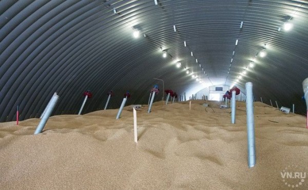 Рапс вернется на поля Новосибирской области