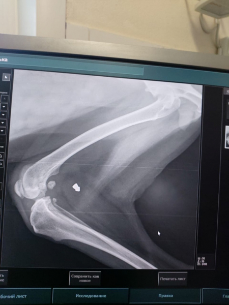 Девять лет с пулей жила дворняга Алька в Новосибирске Девять лет с пулей жила дворняга Алька в Новосибирске