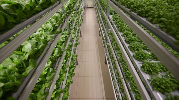 Основанная в Новосибирске компания iFarm построит вертикальную ферму в Швейцарии ~ Континент Сибирь Online