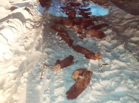 Охотнику из Северного района грозит до пяти лет лишения свободы