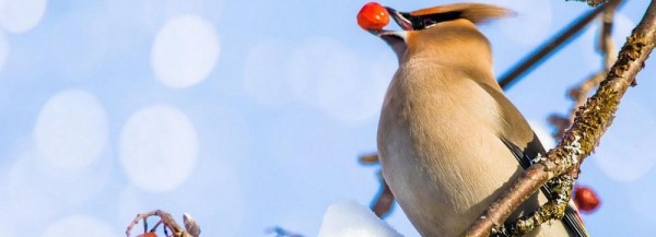 Голодные свиристели заполонили Новосибирск