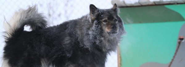 Место под новый приют для собак в&nbsp;Новосибирске начнут искать весной