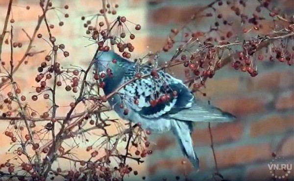 В Новосибирске голуби впервые научились лазить по деревьям