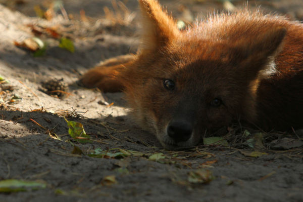 Топ открытий ученых новосибирского Академгородка