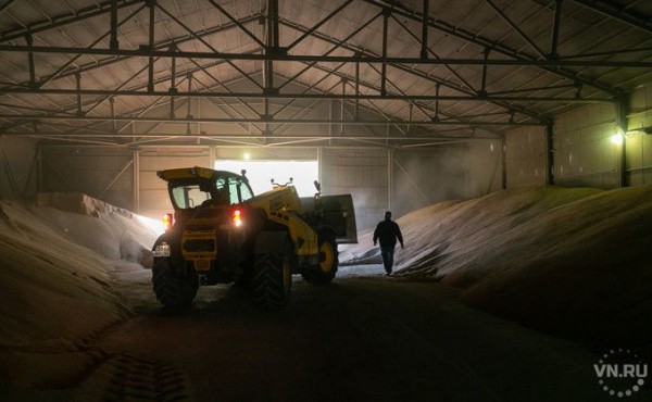 Снизилась цена продажи зерна из Новосибирской области