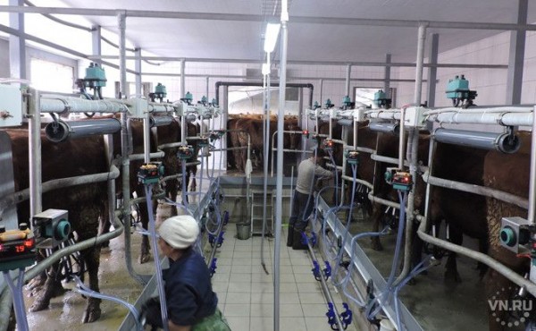 Грантовую поддержку крестьян увеличат в Новосибирской области Грантовую поддержку крестьян увеличат в Новосибирской области