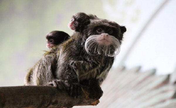 Лучшего отца к 8 Марта выбрали в Новосибирском зоопарке 