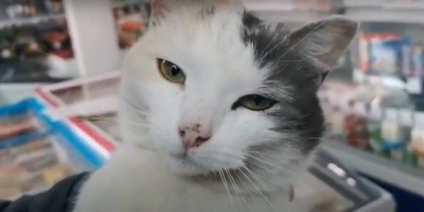 Спасенной от повешения кошке из Сокура ищут нового хозяина