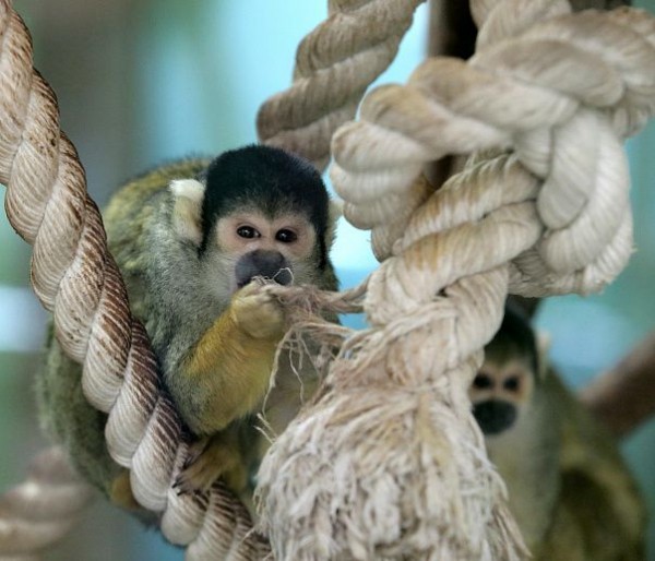 Экскурсия к&nbsp;пингвинам и&nbsp;мини-обезьянкам пройдёт в&nbsp;новосибирском зоопарке