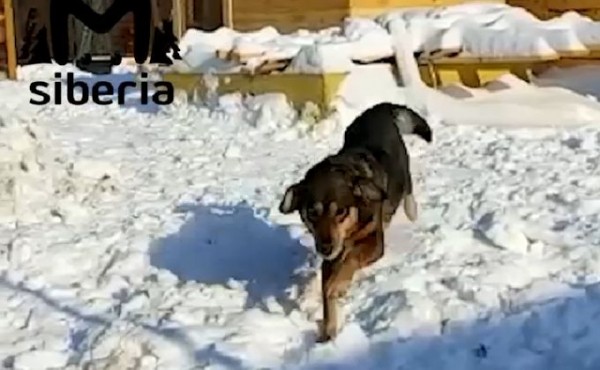 Непокорная Альфа сбежала из собачьего приюта в Новосибирске Непокорная Альфа сбежала из собачьего приюта в Новосибирске