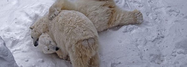 Если вы&nbsp;пропустили: любовь белых мишек и&nbsp;обновление Первомайского сквера