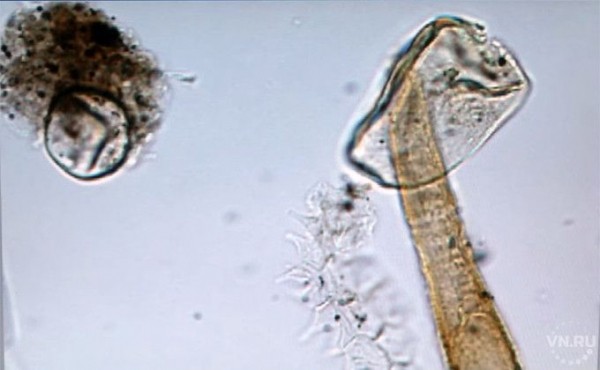 Климатическую карту древности создали новосибирские археологи Климатическую карту древности создали новосибирские археологи
