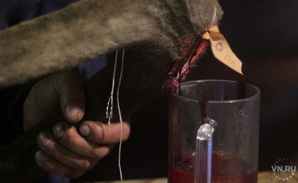 Кровью марала торгуют новосибирцы на eBay