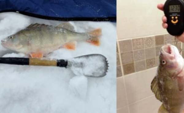 Гигантского окуня с горбом едва вытащил из Оби житель Новосибирска