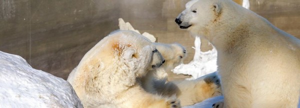 Белым медведям Каю и&nbsp;Герде в&nbsp;Новосибирском зоопарке налили воду в&nbsp;бассейн