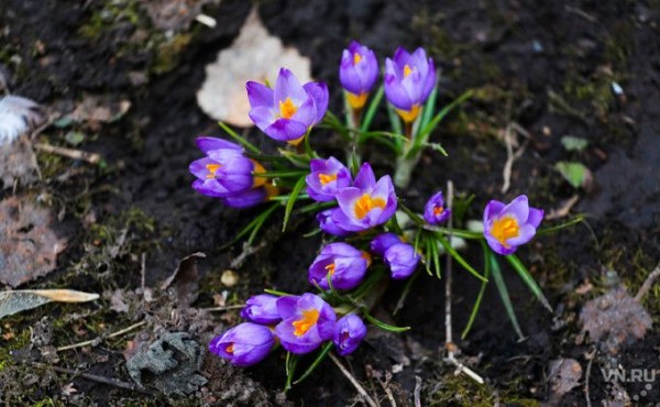 Красивые стихи и поздравления женщинам с 8 марта 2021 Красивые стихи и поздравления женщинам с 8 марта 2021