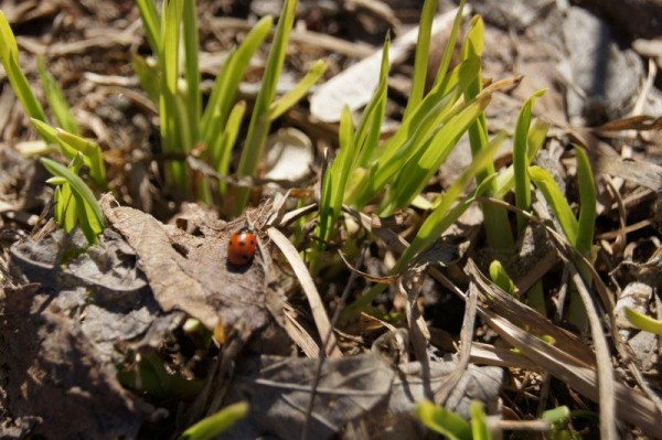 С приходом апреля в Новосибирск вернется тепло