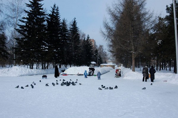 Морозы вернутся в Новосибирскую область к Масленице