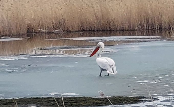Кудрявого пеликана спасают жители райцентра Чаны