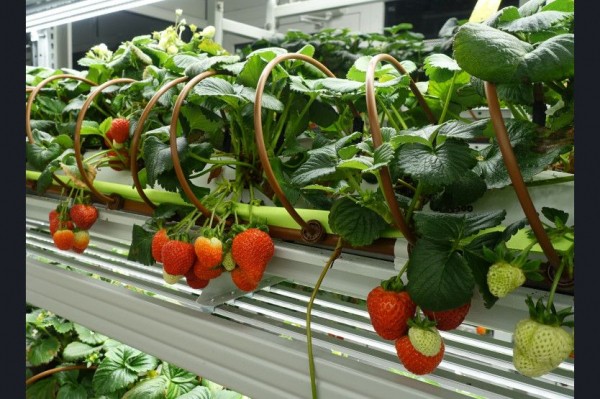 Новосибирские фермеры вырастили микрозелень и съедобные цветы Новосибирские фермеры вырастили микрозелень и съедобные цветы