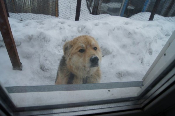 «Безумный правовой вакуум»: ситуация с бездомными животными в Новосибирске может ухудшиться «Безумный правовой вакуум»: ситуация с бездомными животными в Новосибирске может ухудшиться