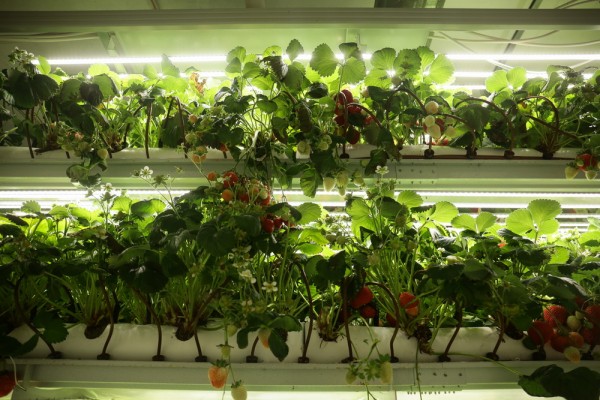 Как съедобные цветы и&nbsp;гигантская клубника растут в&nbsp;подвале Технопарка