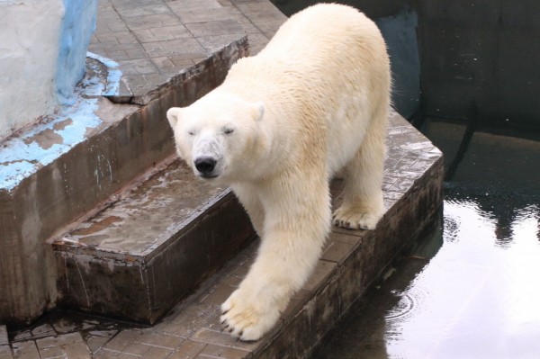 Афиша выходных: Grelka, День смеха и&nbsp;танцы от&nbsp;битмейкера