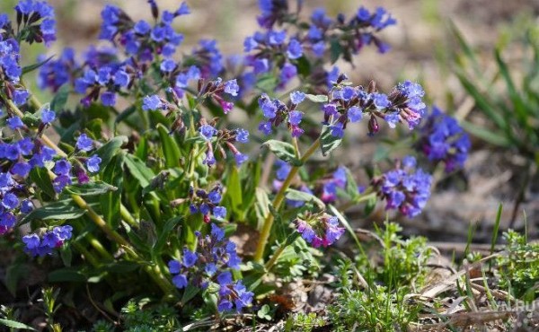 На носу +19: погода 12-18 апреля в Новосибирске