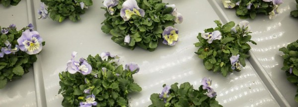 Новосибирская неделя: аварийное расселение и скорая для растений Новосибирская неделя: аварийное расселение и скорая для растений