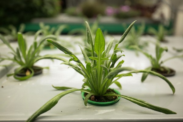 Как съедобные цветы и&nbsp;гигантская клубника растут в&nbsp;подвале Технопарка