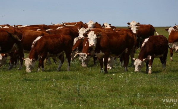 Морозоустойчивых коров хотят вывести ученые Академгородка Морозоустойчивых коров хотят вывести ученые Академгородка