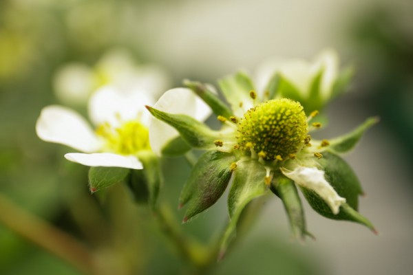 Как съедобные цветы и&nbsp;гигантская клубника растут в&nbsp;подвале Технопарка