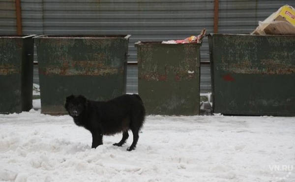СКР рассказал о состоянии мальчика, истерзанного собакой в Бердске