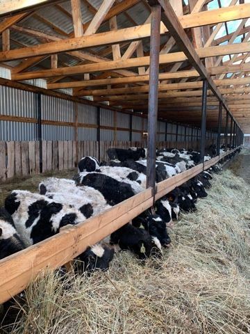 Агрокомплекс для выращивания мраморной говядины и колхоз со скотом продают в Новосибирской области