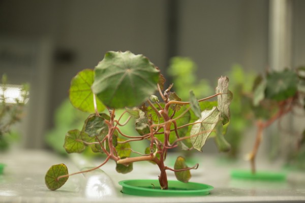 Как съедобные цветы и&nbsp;гигантская клубника растут в&nbsp;подвале Технопарка